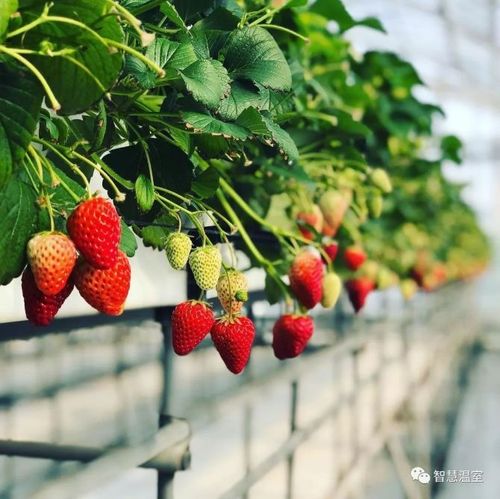 草莓的未来之路-高架草莓种植模式!