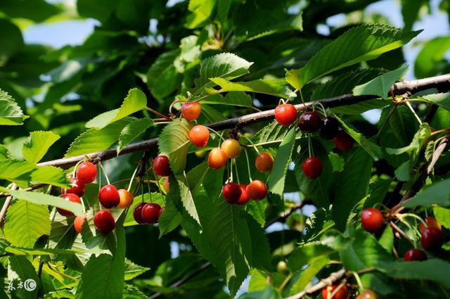 樱桃栽培技术 樱桃的种植管理七措施